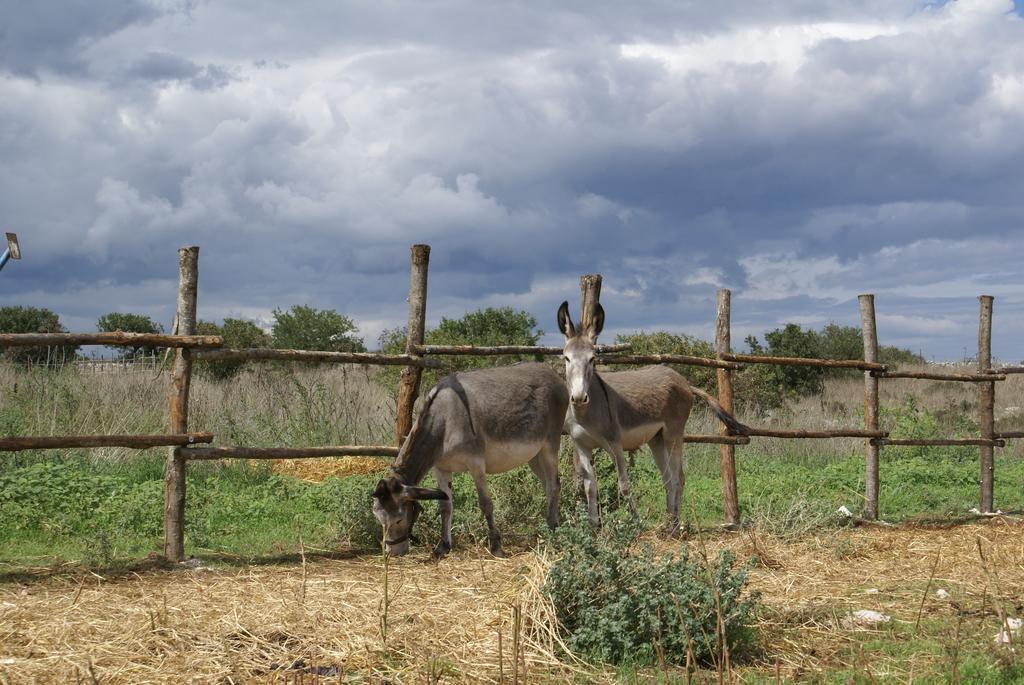 Vila Agriturismo Mura Altamura Exteriér fotografie
